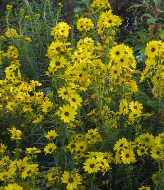 Helianthus salicifolius ' First Light'