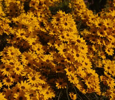 Helianthus salicifolius 'First Light'