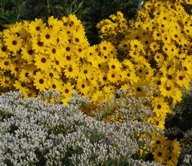 Helianthus salicifolius First Light