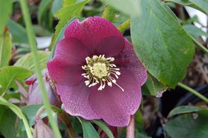 Helleborus x 'Royal Heritage Strain' 