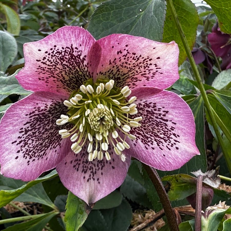 Helleborus x Royal Heritage Strain - Lenten Rose