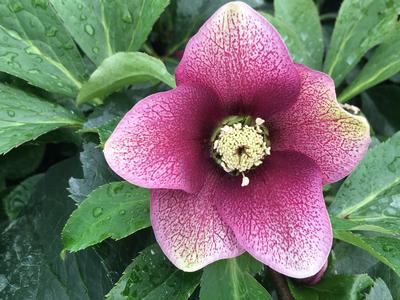 Helleborus x Royal Heritage Strain