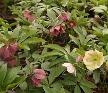 Helleborus x 'Royal Heritage Strain'