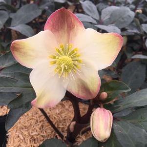 Helleborus x ballardiae HGC® 'Mahogany Snow'