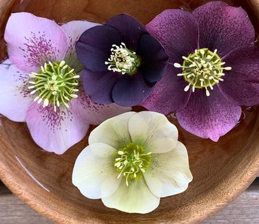 Helleborus x 'Royal Heritage Strain'