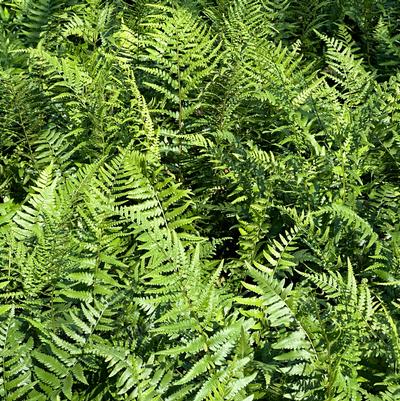 Dryopteris ludoviciana 