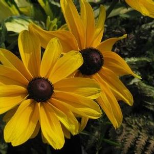 Rudbeckia hirta Indian Summer