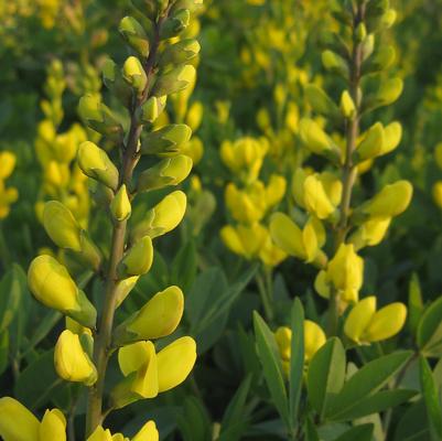 Baptisia sphaerocarpa 