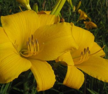 Hemerocallis Buttered Popcorn