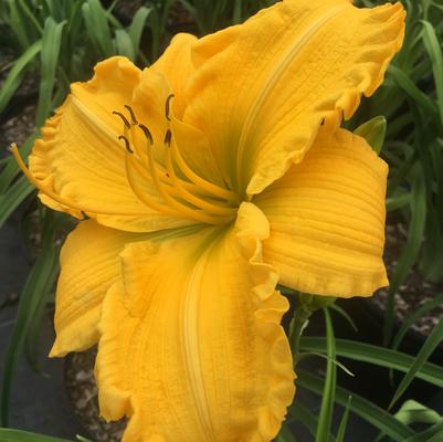 Hemerocallis Jen Melon