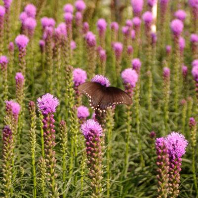 Liatris spicata Kobold