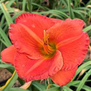 Hemerocallis Desert Flame