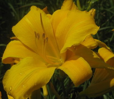 Hemerocallis Buttered Popcorn