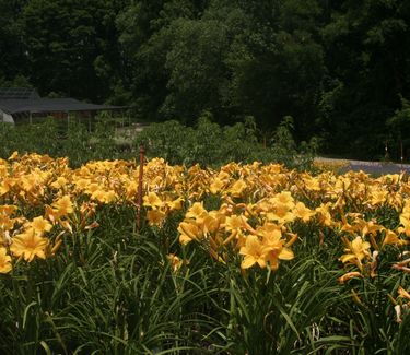 Hemerocallis 'Buttered Popcorn' - Daylily