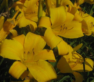 Hemerocallis Buttered Popcorn