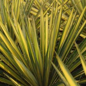 Yucca filamentosa Color Guard