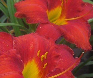 Hemerocallis Chicago Apache