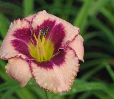 Hemerocallis Daring Deception