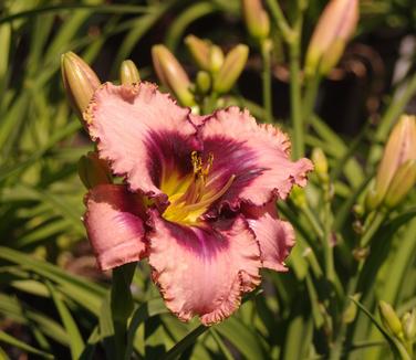 Hemerocallis Daring Deception