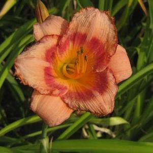 Hemerocallis Strawberry Candy