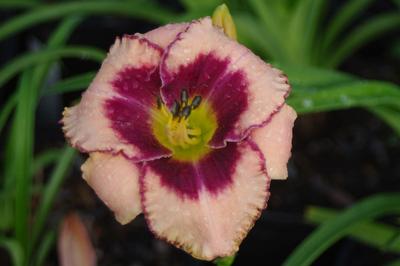 Hemerocallis Daring Deception