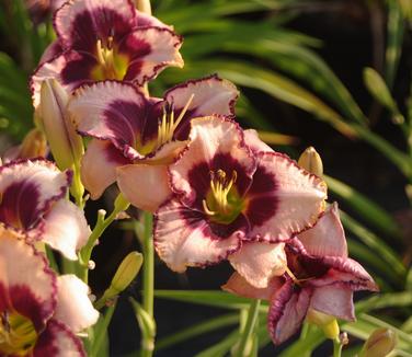 Hemerocallis Daring Deception