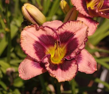 Hemerocallis Daring Deception