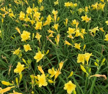 Hemerocallis 'Happy Returns' - Daylily from Pleasant Run Nursery