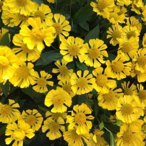 Helenium autumnale Mariachi™ 'Sombrero'