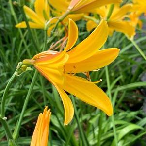 Hemerocallis dumortieri 