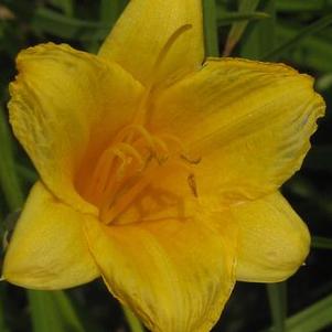 Hemerocallis Stella D'Oro