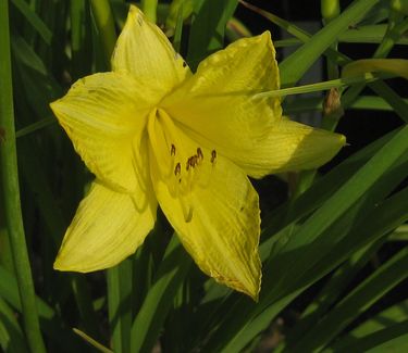 Hemerocallis 'Happy Returns' 