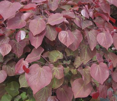 Cercis canadensis Forest Pansy