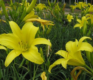 Hemerocallis Hyperion - Daylily 