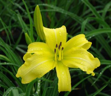 Hemerocallis 'Hyperion' - Daylily