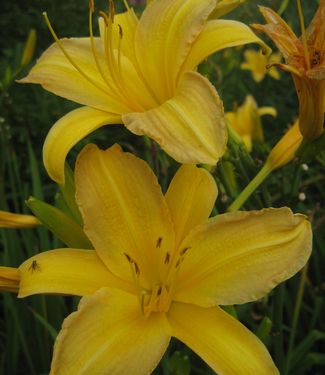 Hemerocallis Hyperion