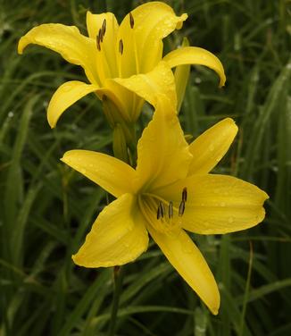 Hemerocallis Hyperion