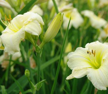 Hemerocallis 'Joan Senior' - Daylily