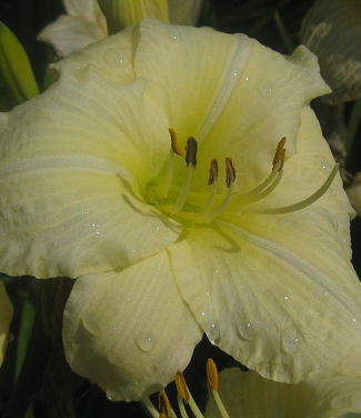 Hemerocallis Joan Senior