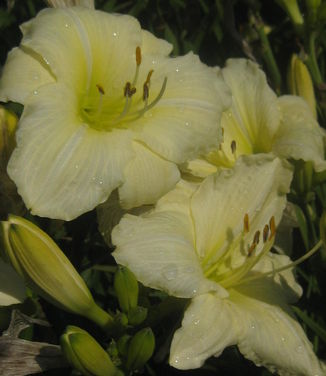 Hemerocallis Joan Senior