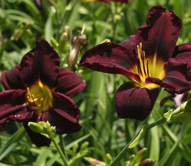 Hemerocallis 'Jungle Beauty' - Daylily