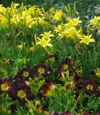 Hemerocallis Jungle Beauty (lower)