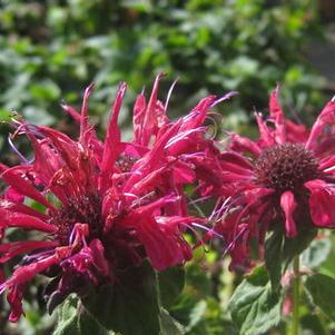 Monarda didyma Fireball