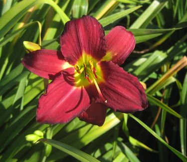 Hemerocallis 'Pardon Me'