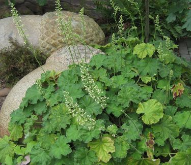 Heuchera villosa var. macrorrhiza 'Autumn Bride' (@ Chanticleer)