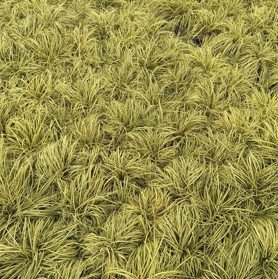 Carex oshimensis Evergold