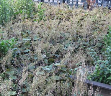 Heuchera vil. var. macro. Autumn Bride (@ High Line NYC)