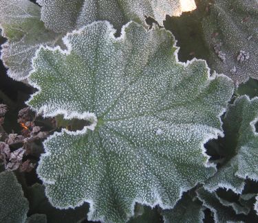 Heuchera vil. var. macro. 'Autumn Bride' - Alum Root (w/ frost)