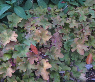 Heuchera x villosa Caramel - Coral Bells (@ Scott Arb)