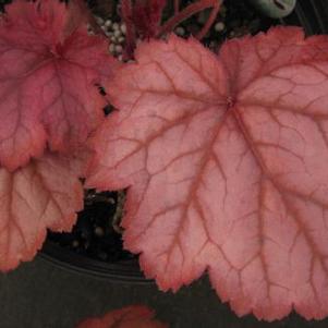 Heuchera x Georgia Peach